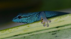 Ak milujete plazy, pripravte sa na prísnejšie pravidlá ich chovania