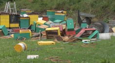 Medvedica s mláďatami na Liptove doslova rozdrvila úle. Nepomohol ani elektrický ohradník