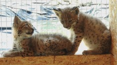 V zoo v Dortmunde zomrel rys zo Slovenska. Preslávil ho útek v roku v 2007