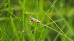 FOTO: Na lúke našli ružový unikát. Výrazná farba mu môže skrátiť život