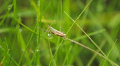 FOTO: Na lúke našli ružový unikát. Výrazná farba mu môže skrátiť život