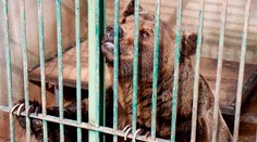 Najhoršia ZOO na svete je v krajine, ktorú milujú Slováci