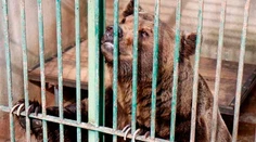 Najhoršia ZOO na svete je v krajine, ktorú milujú Slováci