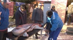 Na Spiši bolo veselo. Rómska rodina zabíjala