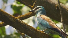 Malý zázrak. Vták, ktorý na Slovensku nehniezdil dlhé roky, sa vracia