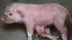 Prasiatku osud nadelil krutý trest, narodilo sa až s ôsmimi nohami