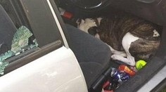 Majiteľ nechal zamknutého psa v aute v najhorúcejší deň v roku