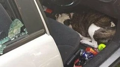 Majiteľ nechal zamknutého psa v aute v najhorúcejší deň v roku
