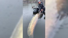 VIDEO: Kapitálny úlovok slávneho rybára. Vágner chytil kráľa Orlickej priehrady, ktorý mu tri roky unikal