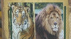 Ranč, kde lev usmrtil majiteľa, fungoval bez povolení. Najavo vyšli viaceré zarážajúce skutočnosti