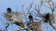 Rybári už toho majú dosť. Sú ochotní platiť za odstrel vtákov, ktoré žerú tony rýb