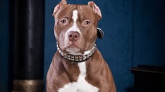 V obci Figa dohrýzol pitbul dve ženy. Jedna z nich zomrela!