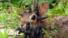 Výrastky pripomínajúce chápadlá a rohy. Králikov v Colorade napáda bizarný vírus, ktorý podnietil vznik mýtov