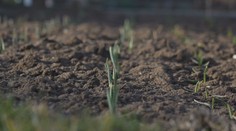 Zasadiť treba mak, o dva týždne príde na rad cibuľka, mrkva či hrášok. A na jednu podstatnú vec nesmiete zabudnúť