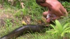 Až päťmetrovú anakondu prichytili, ako si pochutnáva na psovi