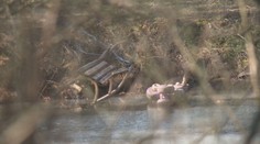 Detaily veľkého nešťastia na juhu Slovenska. Bratia Patrik (†7) a Kubko (†5) prišli o život kúsok od svojho domu