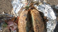 Muža počas prechádzky na pláži zaujal záhadný balíček. Našiel v ňom mozog