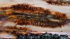 Revolúcia v boji s lykožrútom. Ekológovia našli spôsob, ako zachrániť stromy