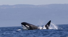 VIDEO: Kosatka zabila veľkého bieleho žraloka. Stačilo jej na to len pár sekúnd, vedci sú však znepokojení