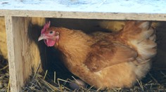 V štátnych jedálňach je minimum slovenského kuracieho mäsa