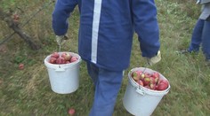 Jablone sú obťažkané plodmi, no nemal ich kto oberať. Povolali väzňov