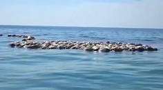 Stovky vzácnych mŕtvych korytnačiek plávali pri mexickom pobreží