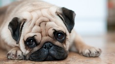 Milé chrochtanie alebo obmedzenie života? Ochorenie, ktoré môže byť pre určité psy fatálne
