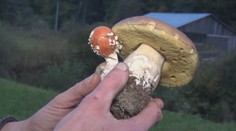 Unikátny nález dokazuje: Kde rastie muchotrávka, hľadaj aj dubák