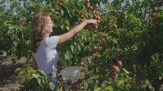 V sade to žije: Zberači bojujú o najlepšie marhule, sezóna potrvá ešte niekoľko týždňov