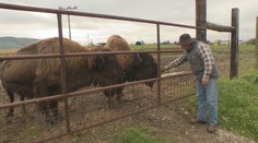 Jeden ho napadol, druhý mu zachránil život. Slovák Jozef chová bizóny