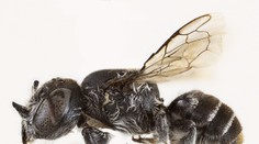 V Austrálii objavili nový druh včely s démonickým zjavom. Pre výrazné rohy dostala meno Lucifer