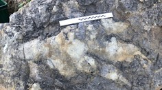 V Anglicku objavili rekordne veľkú stopu mäsožravého dinosaura