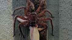 Aj toto je Austrália! Pavúk si pochutnává na malom gekonovi