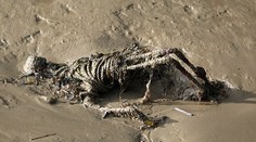 Predmet vydesil chodcov. Je to naozaj ľudská kostra?