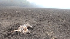 Poriadna medzinárodná hanba. Vzácneho dravca u nás otrávili zakázaným jedom