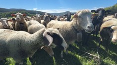 Slovenskí chovatelia sú v strehu. Znepokojila ich správa z Česka, kde ovce likviduje nebezpečný vírus