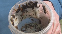 Začína sa boj so slizkou potvorou. Stačí jeden deň neprísť do záhrady a môžete sadiť znova