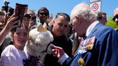 VIDEO: Kráľ Karol III. pobavil dav v Austrálii. Jeho reakcia na kýchnutie lamy nemá chybu