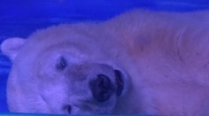 Medveďa zavreli v obchodnom centre. Pohľad na jeho smútok vám vženie slzy do očí