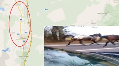 Divoký západ na Záhorí: Po ceste sa premávali kone