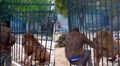Muž skúšal v senegalskej ZOO rýchlosť reflexov leva. Dostal poriadne drsnú lekciu