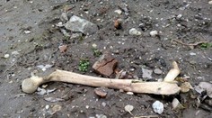 Šokujúci nález: Za Rusovcami našli ľudskú kosť