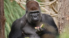 V londýnskej zoo utiekla gorila
