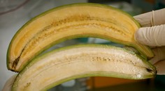 Vedci vytvorili zlaté banány: Môžu zachrániť životy detí