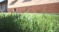 Takúto zimu ešte na Zemplíne nezažili. Kvitnú kvety aj ovocné stromy, pestovanie sa však predraží