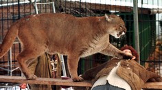 Na južnej Morave, neďaleko slovenských hraníc, sa vraj potuluje veľká šelma