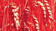 Naši experti zafarbili pšenicu. Dôvod vás pravdepodobne prekvapí