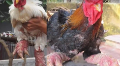 Neuveriteľný biznis: Za pár týchto mutantov chcú aj 2500 eur