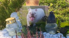 Cintorín pre domácich miláčikov sa osvedčil. Rozrástol sa viac, ako očakávali