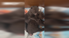 VIDEO: Dobré správy z bojnickej ZOO. Medvedie siroty robia pokroky